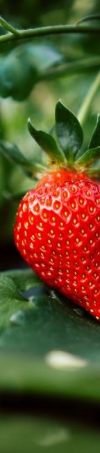 Erdbeere am Strauch